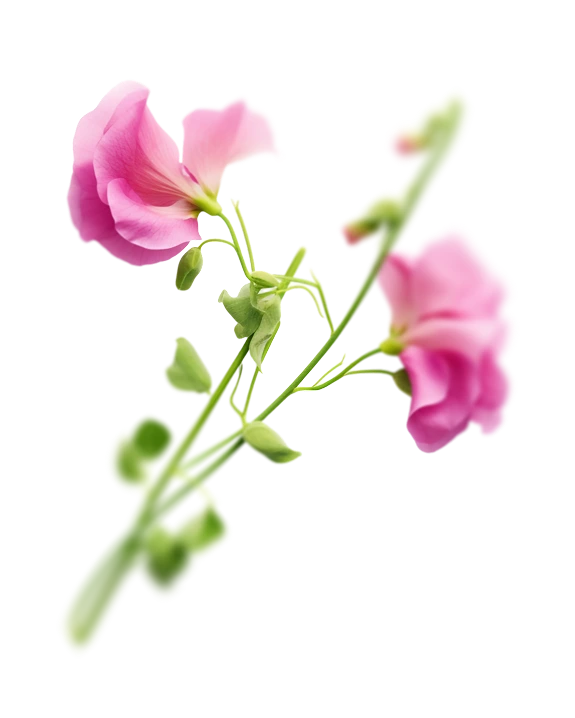 flower-left