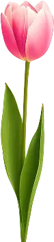 tulip
