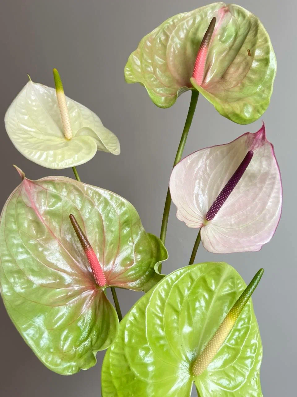 лилии зеленые