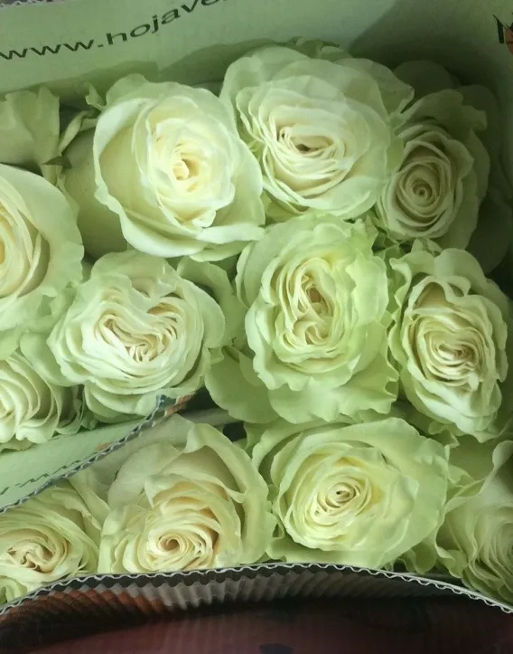 Аллея цветов