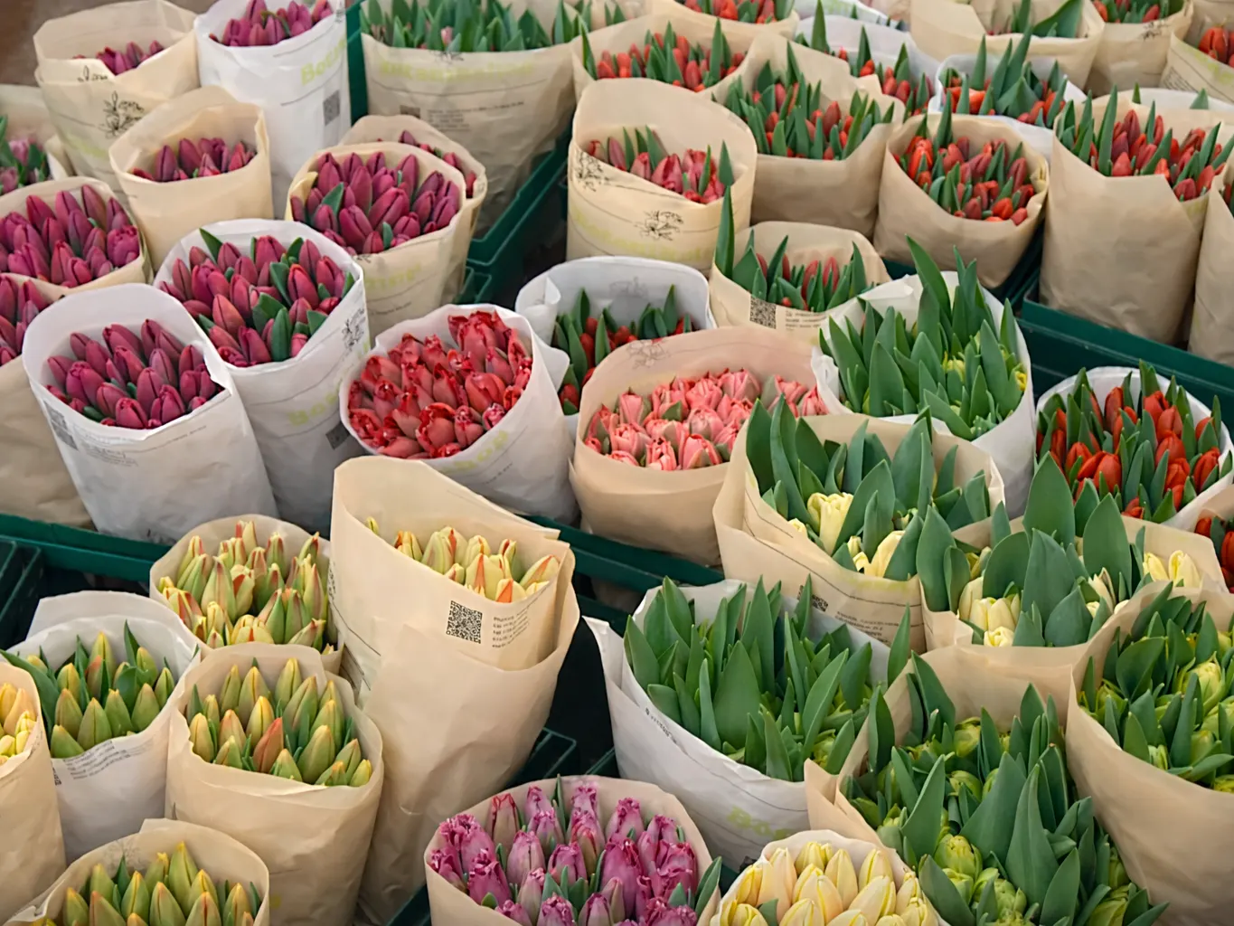 охапки тюльпанов в бумаге