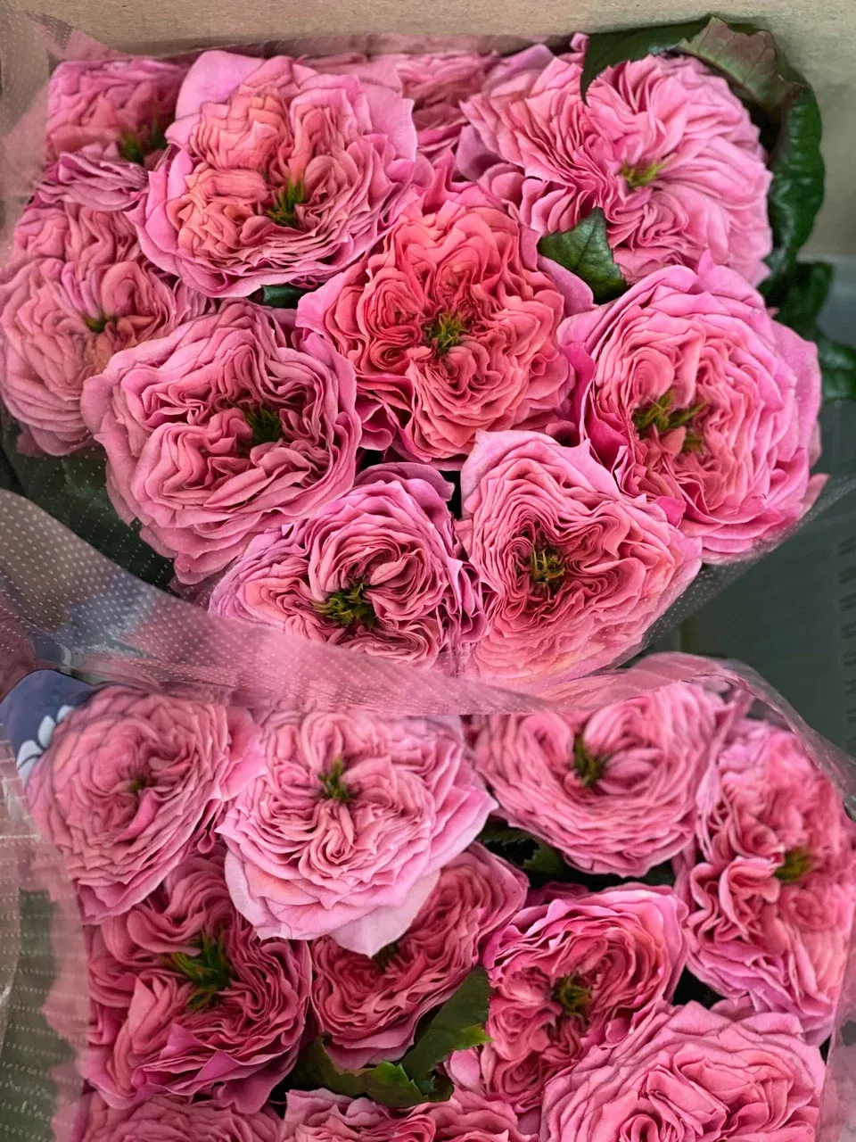 розовые пионовидные розы