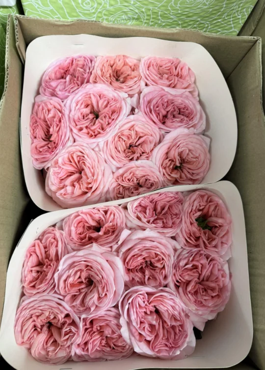 Пионовидные розы