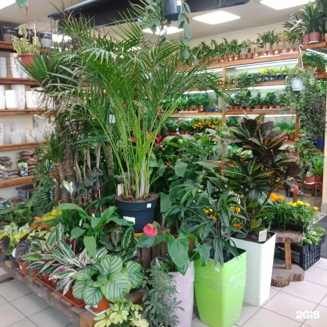 витрина горшечных цветов