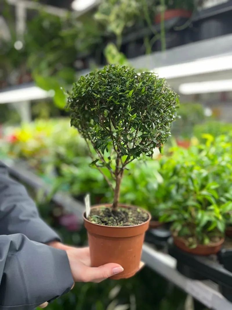 горшечное растение