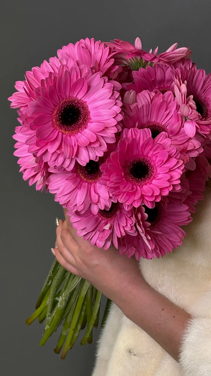 розовые герберы