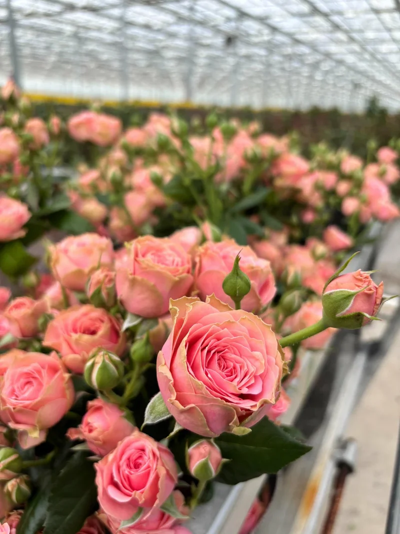 Кустовые розы